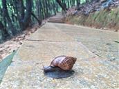 张庄村 雨后的小蜗牛