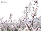 赵家庄村 赵家庄下套地杏花展放