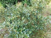 江西省,景德镇市,浮梁县,勒功乡,白茅村