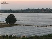 陕西省,渭南市,大荔县,羌白镇,明水村
