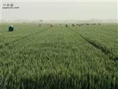 山东省,泰安市,宁阳县,伏山镇,前石梁村