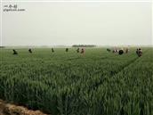 山东省,泰安市,宁阳县,伏山镇,前石梁村