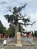 山东省,泰安市,宁阳县,伏山镇,前石梁村