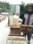 松田村 出售优质蜂蜜，有谁购买可联系我，一百二十元一斤，百分百纯正，绝无添加。电话18887028405