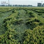 山东省,泰安市,宁阳县,伏山镇,前石梁村