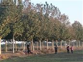 山东省,泰安市,宁阳县,伏山镇,前石梁村