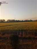浃南村 丰收的季节，金灿灿的稻谷。