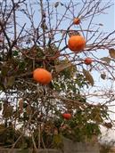 山东省,临沂市,沂水县,沙沟镇,侯家官庄村