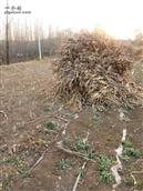 山东省,临沂市,沂水县,沙沟镇,侯家官庄村