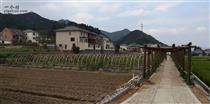 浙江省,杭州市,临安区,板桥镇,上田村