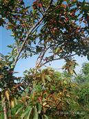 陕西省,安康市,汉滨区,新坝镇,马泥村