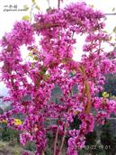 陕西省,安康市,汉滨区,新坝镇,马泥村