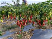 乐谢村 乐谢村巧江组工业辣椒种植，主要分一布，巧江，纳鲁组。