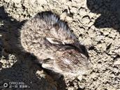 前张堡村 春种发现的小兔子