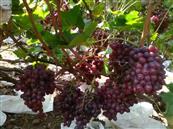 高格庄村 每年10月中旬开始卖葡萄，位置在高格庄村村前。