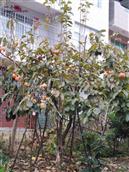 江西省,景德镇市,浮梁县,勒功乡,白茅村