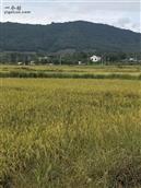 西方村 水稻