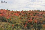 山东省,临沂市,蒙阴县,岱崮镇,东指村