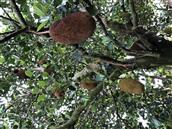 广西,玉林市,北流市,大伦镇,玉塘村