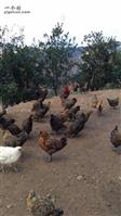 咱租村 纯种土鸡，过年的选择，不多了，要的联系18187394298
