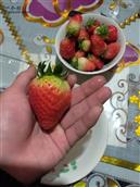 三埠村 三埠草莓