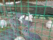 大村 丙贤阮光华养殖场养殖的小兔