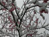 山东省,烟台市,海阳市,朱吴镇,杨格庄村