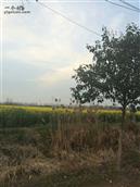 湖北省,荆州市,江陵县,滩桥镇,曹市村