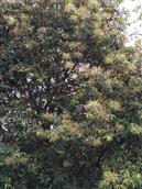 广东省,梅州市,兴宁市,径南镇,宝兴村