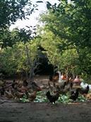 坟台村 原生态养殖笨鸡，笨鹅，蛋，火鸡🐔