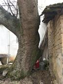 桃林河村 万家湾古皂树，岁月沧桑的见证，古老村落的遗迹。