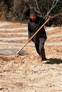 高田村 80岁的他们还在种玉米  做农活  他们生活在山区