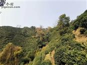 上义村 本上义自种茶叶基地无公害都是有机肥