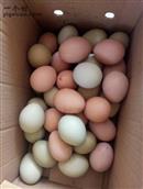 冯家村 卖鸡蛋，二元一个。小米每斤五元。联系方式15568956949