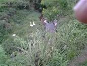 贵州省,遵义市,务川县,丰乐镇,新田村