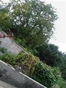 安徽省,池州市,贵池区,牌楼镇,大山村