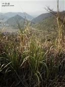 安徽省,池州市,贵池区,牌楼镇,大山村