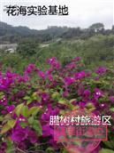 湖南省,邵阳市,邵阳县,黄荆乡,腊树村