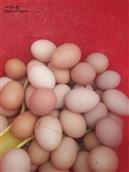 迟家沟村 出售正宗跑山鸡，山鸡蛋。电话微信18300559735