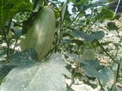 陕西省,渭南市,临渭区,官路镇,南志道村