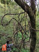 贵州省,黔东南州,黎平县,永从乡,豆洞村