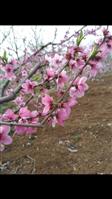 下马家峪村 下马家峪的桃花节，许多桃花漂亮