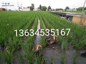 上官地村 老曹纯正石板地种植的有机稻花香鸭稻米
联系电话13634535167（自产自销）
