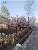 山西省,大同市,灵丘县,赵北乡,跃子沟村