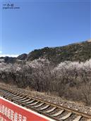 山东省,泰安市,东平县,新湖镇,后泊村