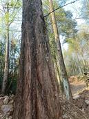 富饶村 中茶园的风景不错