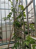 广东省,潮州市,饶平县,建饶镇,杨梅坪村