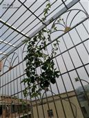 广东省,潮州市,饶平县,建饶镇,杨梅坪村