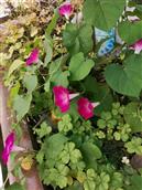 广东省,潮州市,饶平县,建饶镇,杨梅坪村