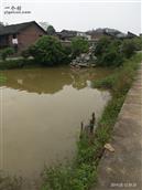 晓源村 村门口的池塘不装围栏
